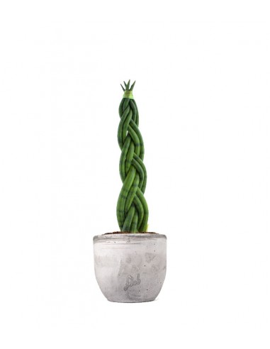 Sansevieria Twister