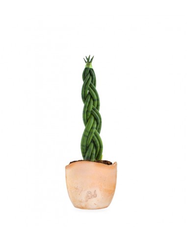 Sansevieria Twister
