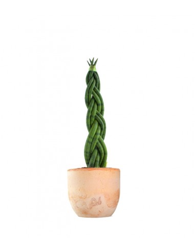 Sansevieria Twister