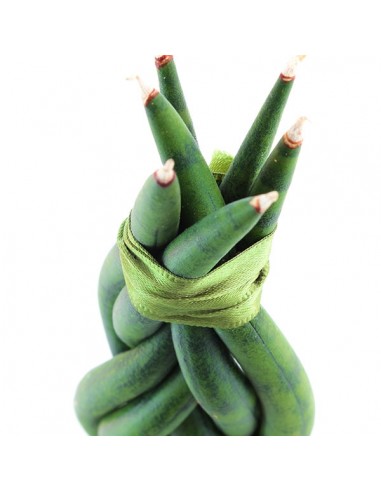 Sansevieria Twister