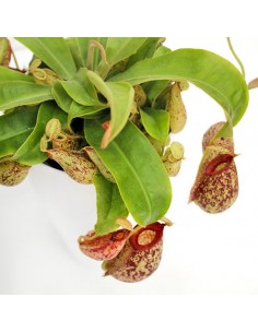 Nepenthes Hookeriana 2