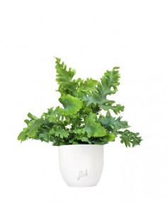 Phlebodium Aureum "Davana"...