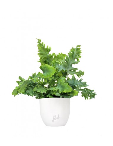 Phlebodium Aureum "Davana" | Felce