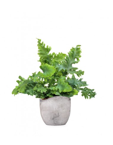Phlebodium Aureum "Davana"