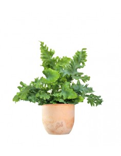 Phlebodium Aureum "Davana" 2