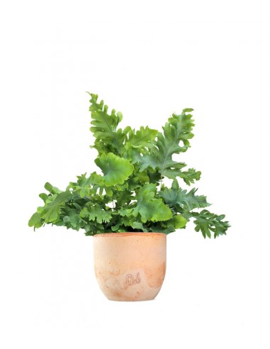 Phlebodium Aureum "Davana"