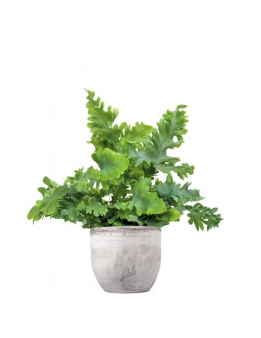 Phlebodium Aureum "Davana"