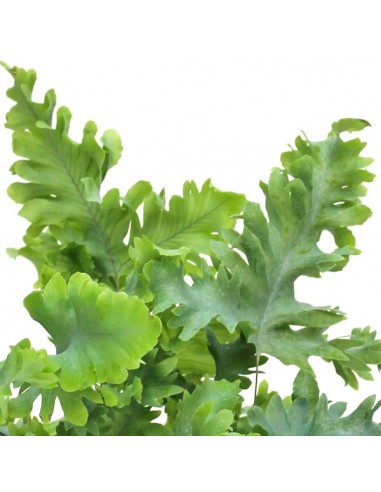 Phlebodium Aureum "Davana" | Felce