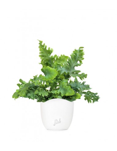 Phlebodium Aureum "Davana"