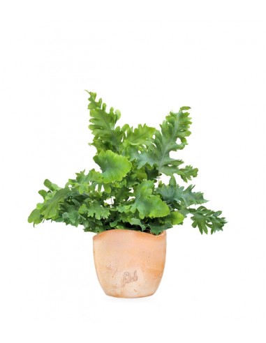Phlebodium Aureum "Davana"