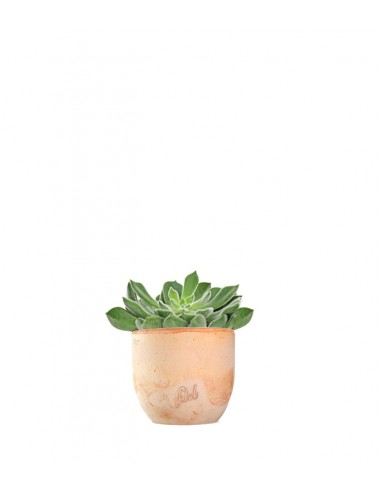 Echeveria Setosa