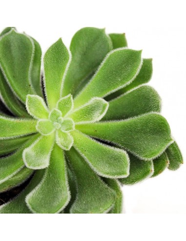 Echeveria Setosa
