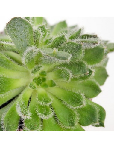 Echeveria Setosa "Deminuta"