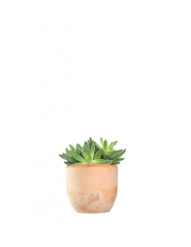 Pachyveria Glauca