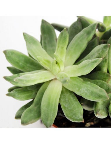 Pachyveria Glauca
