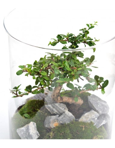 Carmona bonsai in vetro
