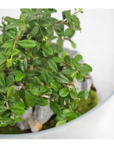 Carmona Bonsai in Terrarium 