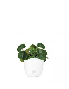 Begonia Red Ruby