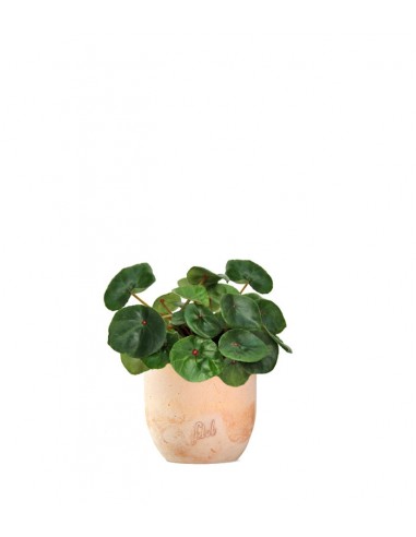 Begonia Red Ruby