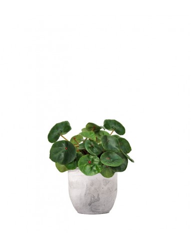 Begonia Red Ruby