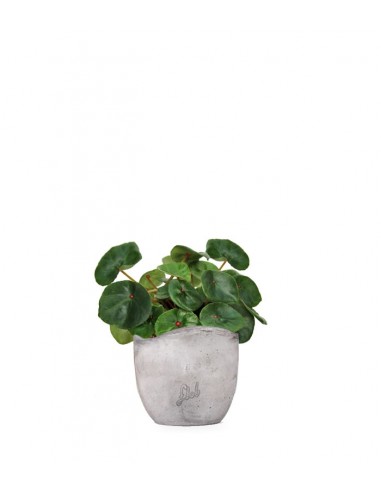 Begonia Red Ruby