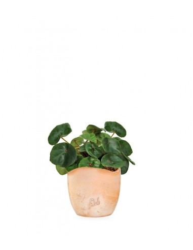 Begonia Red Ruby