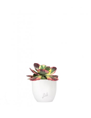 Kalanchoe thyrsiflora variegata