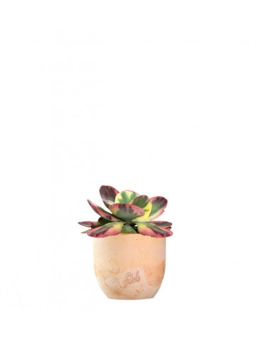 Kalanchoe thyrsiflora variegata