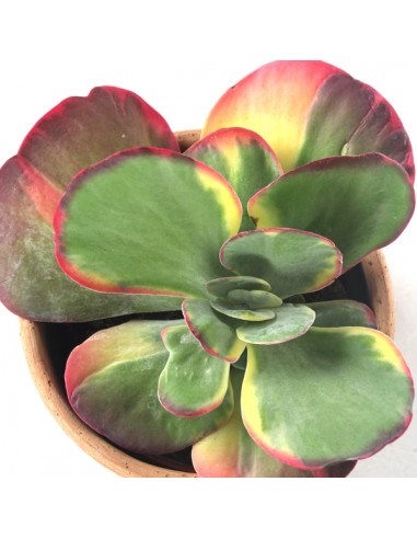 Kalanchoe thyrsiflora variegata