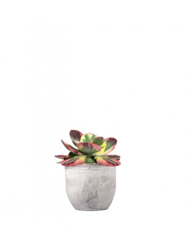 Kalanchoe thyrsiflora variegata