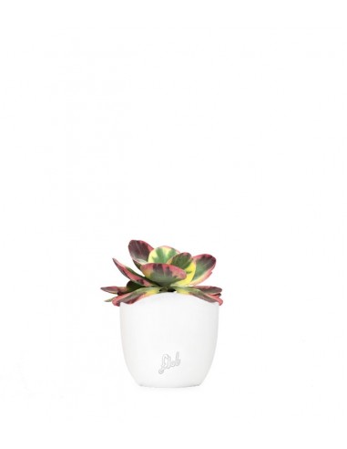 Kalanchoe thyrsiflora variegata