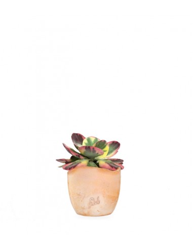 Kalanchoe thyrsiflora variegata