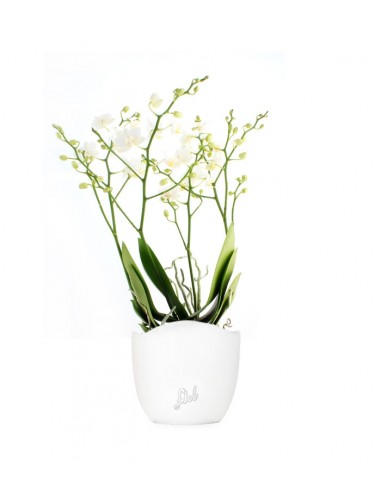Orchidea |Phalaenopsis Sogo pop corn