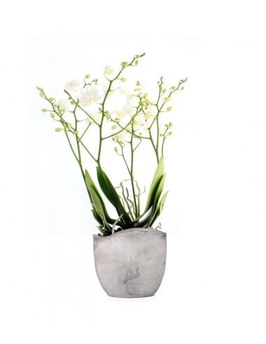 Orchidea |Phalaenopsis Sogo pop corn