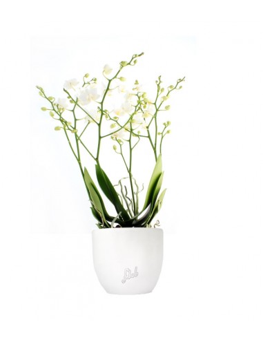 Orchidea |Phalaenopsis Sogo pop corn