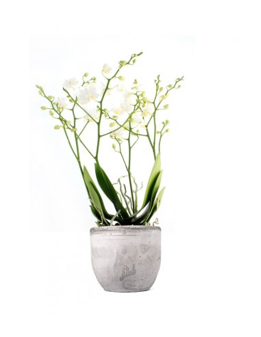 Orchidea |Phalaenopsis Sogo pop corn