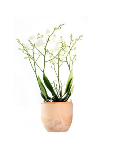 Orchidea |Phalaenopsis Sogo pop corn