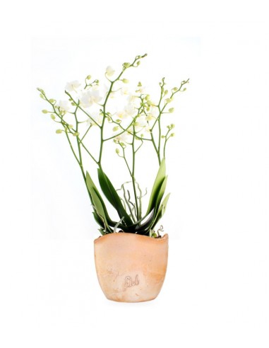 Orchidea |Phalaenopsis Sogo pop corn