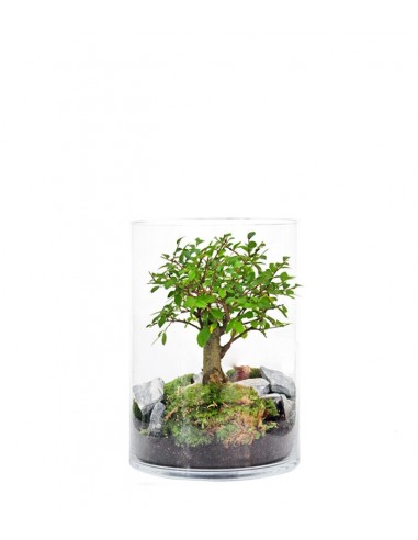  Olmo Bonsai in terrario