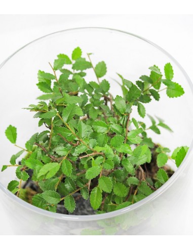  Olmo Bonsai in terrario