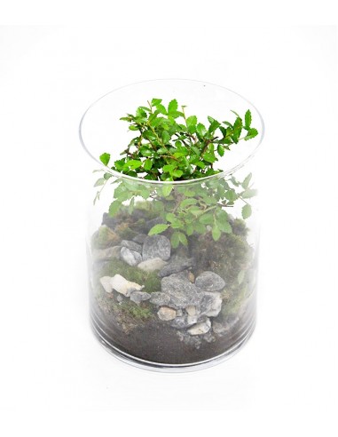  Olmo Bonsai in terrario