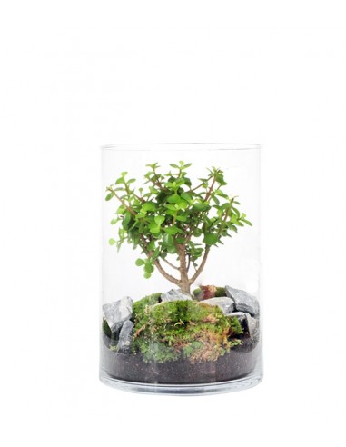 Portulacaria bonsai in terrarium