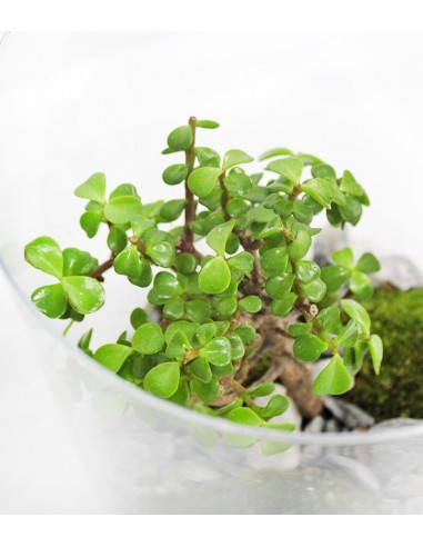 Portulacaria bonsai in terrarium