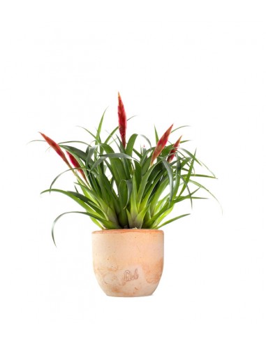Guzmania Astrid Red