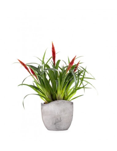 Guzmania Astrid Red