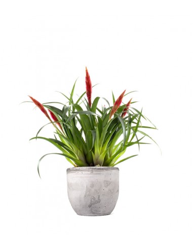 Guzmania Astrid Red