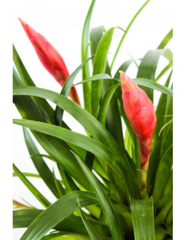 Guzmania Astrid Red