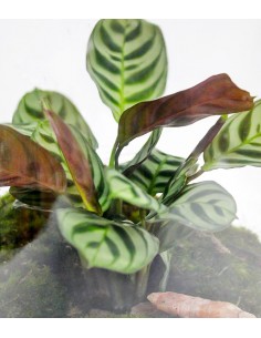 Lampada con calathea 2
