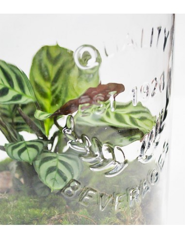 Lampada con calathea