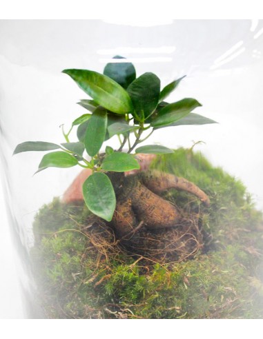 Lampada con ficus ginseng